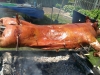 pig roast